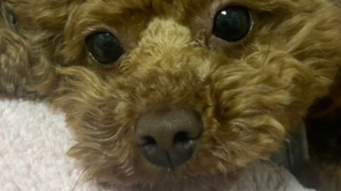 テニスの後実家に行く
