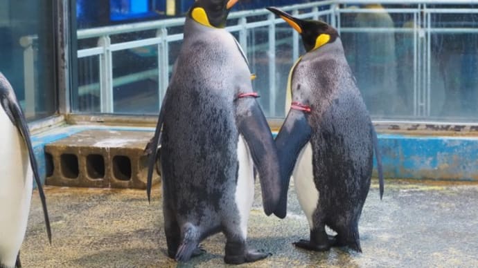 ペンギンの体格差