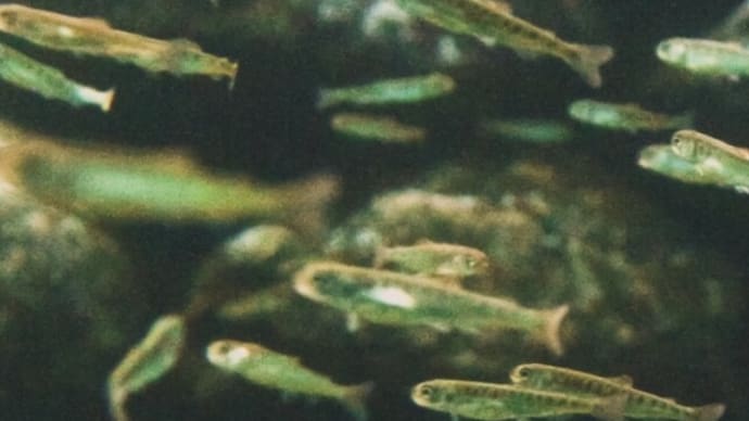 サケ稚魚
