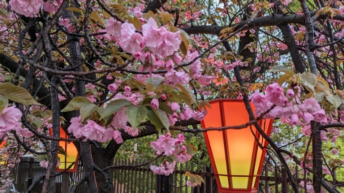 造幣局桜の通り抜け🌸 初日に行ってきました♪