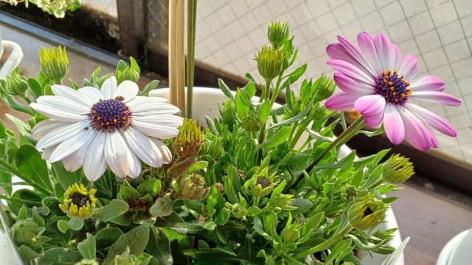 昨日迎え入れたお花💠