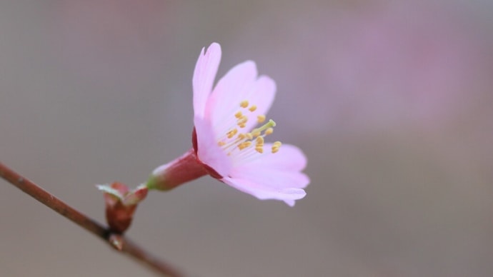 「阿亀桜/おかめざくら×9枚。」
