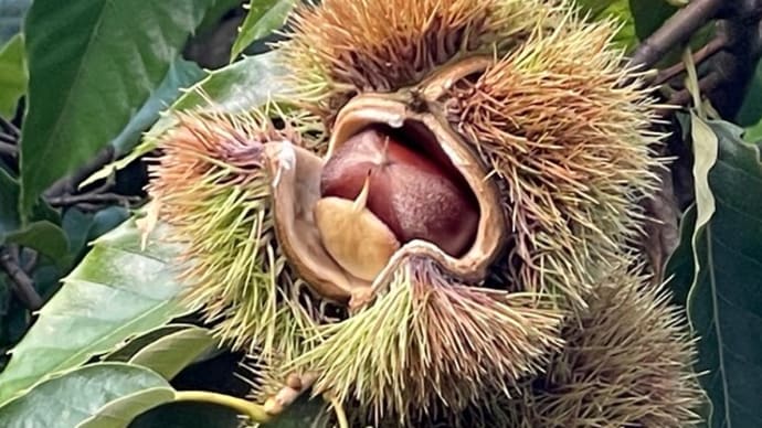 栗