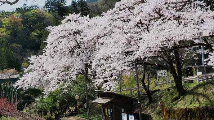 樽見鉄道の桜 ➁ 日当駅、木知原駅