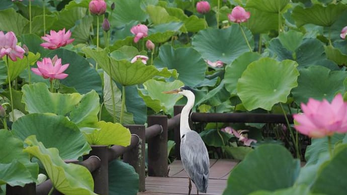 蓮池のアオサギ