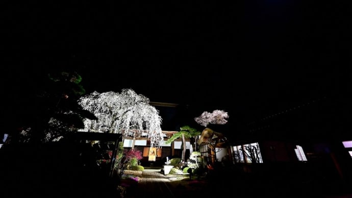 法光寺の枝垂れ桜