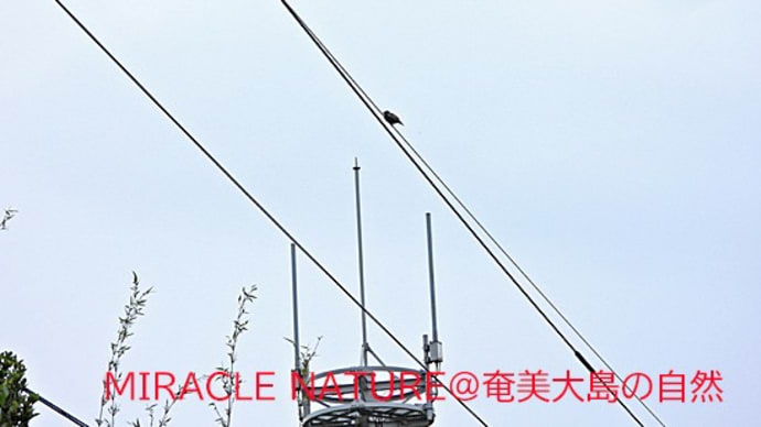 ホシムクドリ1羽