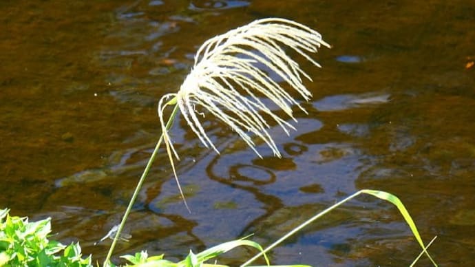 「処暑」野の花散歩
