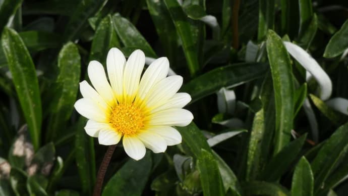 ガーベラに似た花「 デモルフォセカ 」