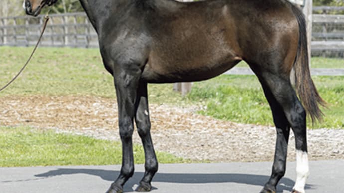 JRA競走に勝ったセール出身馬紹介(2025/5/24-25、カムニャックが優駿牝馬を優勝)