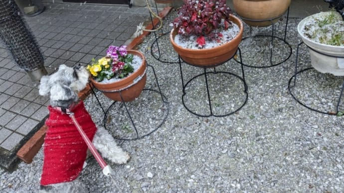 雪です