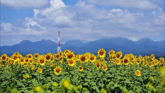 「はにわの里公園」近くのひまわり畑