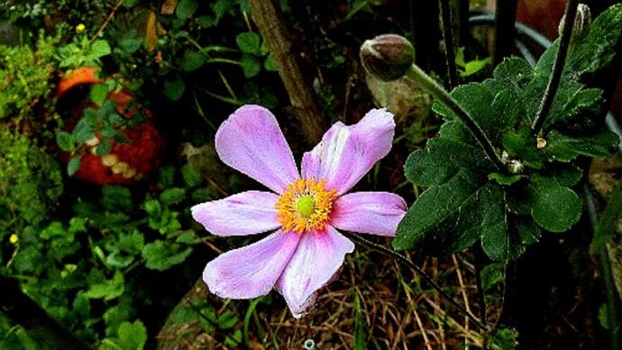 庭の花(9月)秋の花咲く、シュウメイギク、シュウカイドウ、ハナトラノオ、他