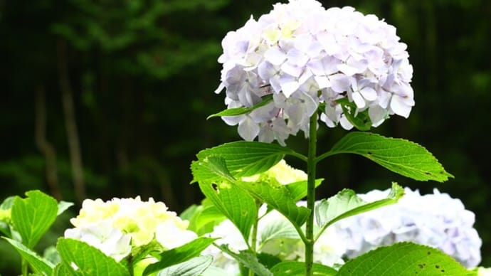 麻綿原高原の紫陽花