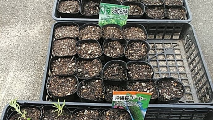 2023/05/25 野菜の播種。