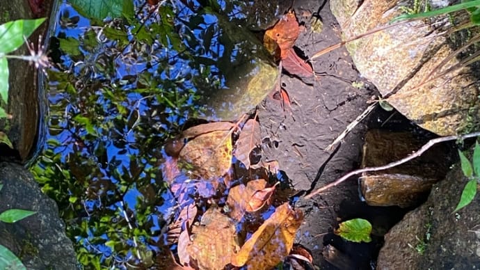 まだ青い 高清水