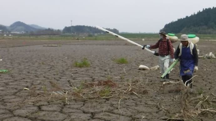 丸森町の台風被災水田でヘアリーベッチのは種作業が行われました。