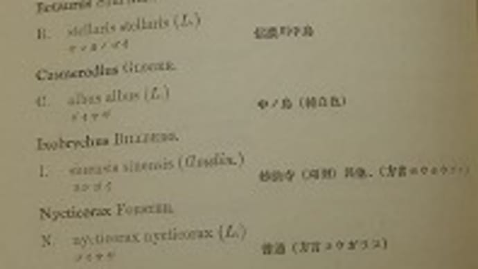 大正期に加茂市で朱鷺の絶滅報告がなされたなら、加茂で朱鷺の再生復活がなされても良し!