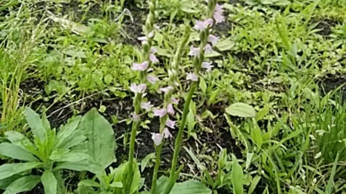 捩花(ねじばな) 植栽のコボウズオトギリ(小坊主弟切)