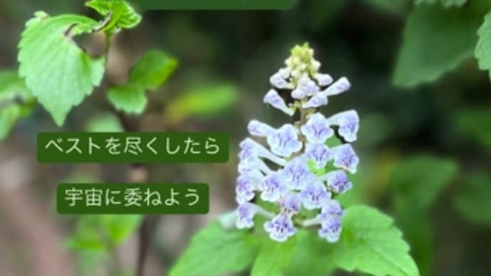 〜マヤ暦 K14 白い魔法使い・白い魔法使い・音1〜 小さなことをコツコツしたら……天からギフトあり。