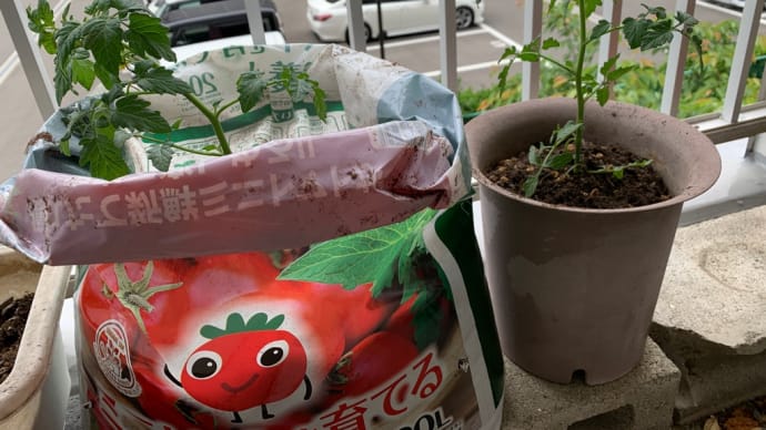 ミニトマト植えました(°▽°)