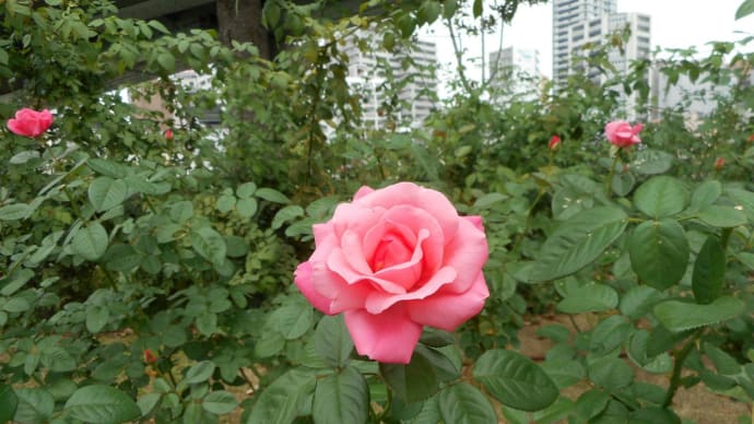 フランスのシンプルなピンクのバラ