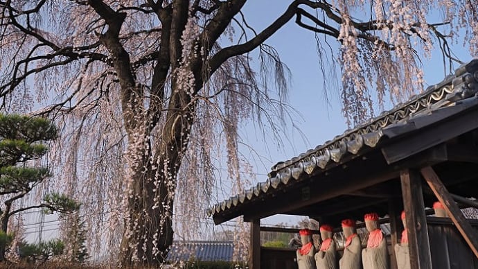 ★松本市 桃昌寺の桜が綺麗だった①🌸 2021