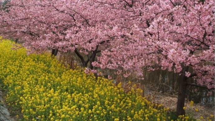 市川野鳥の楽園の河津桜