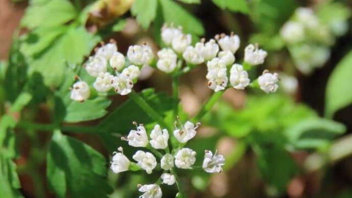 高ボッチ高原・鉢伏山で最近咲いている花 セントウソウ(仙洞草)