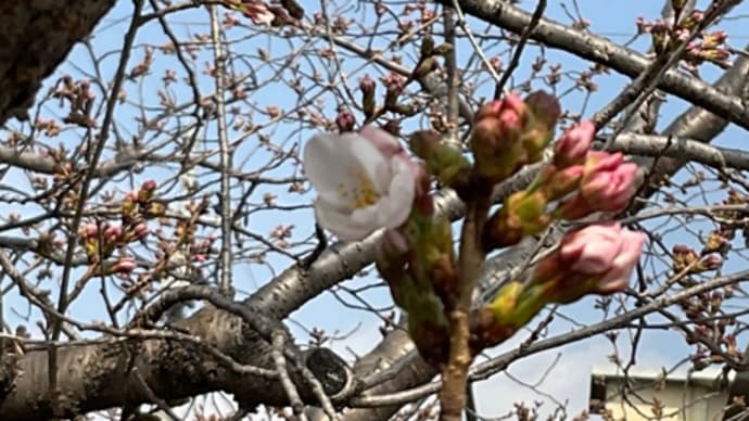開花宣言 城南荘の桜2022