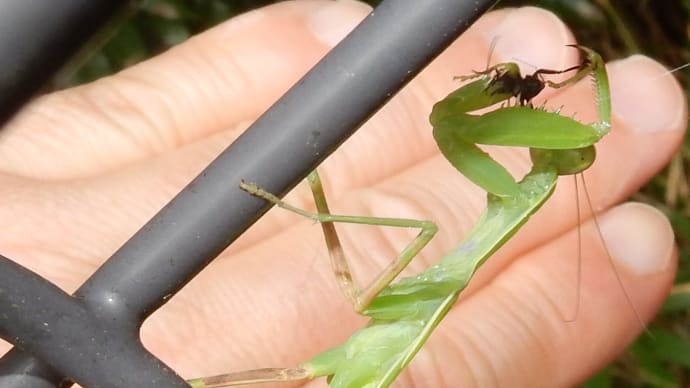 ハラビロカマキリ幼虫・捕食中ほか20190901