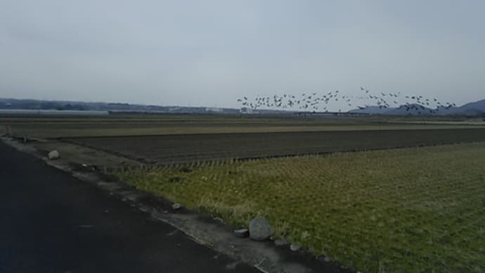 ツルの北帰行はじまる