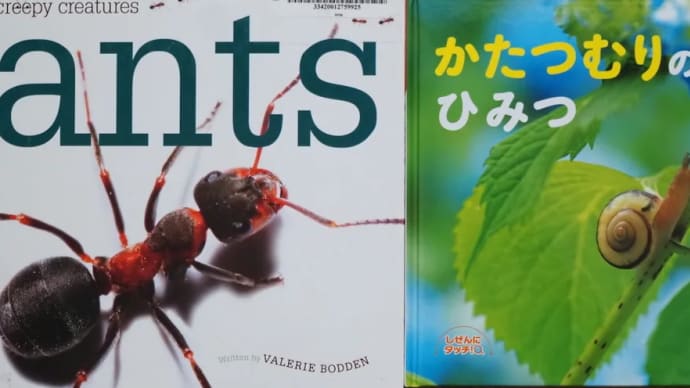 蟻さん達は何を食べるのかな実験