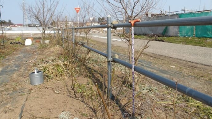 薔薇に肥料と殺虫剤