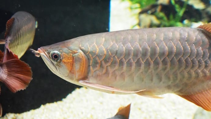 水族館の撮影は映像素子が大きい方が有利?