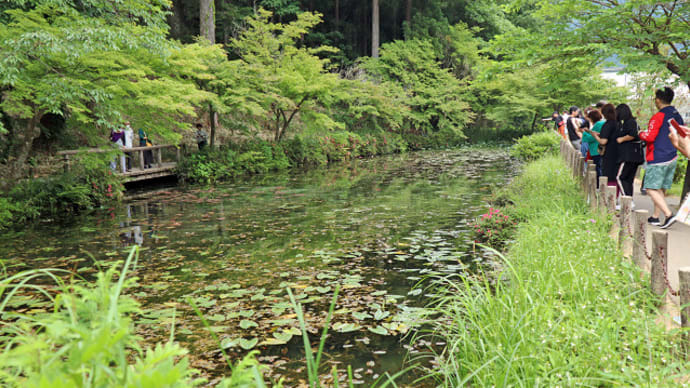 名もなき池 通称モネの池