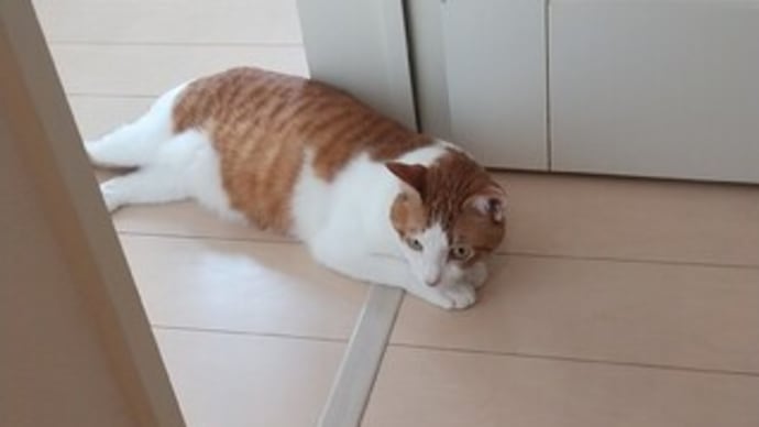 出来る事から、コツコツと。な月曜日です。