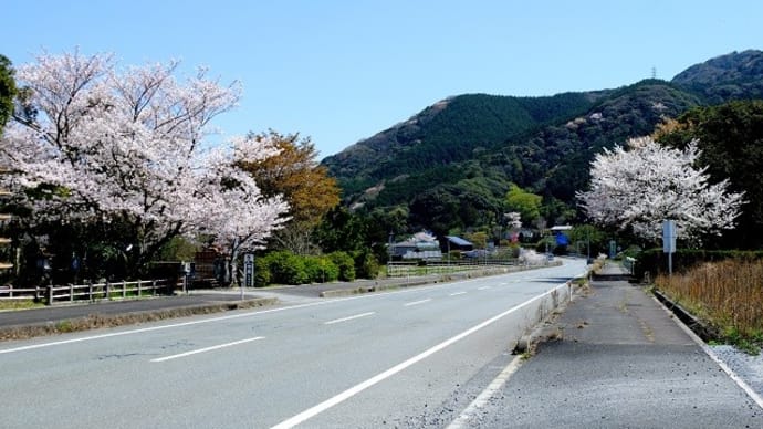 今年最初の桜は国道191号線 道の駅から
