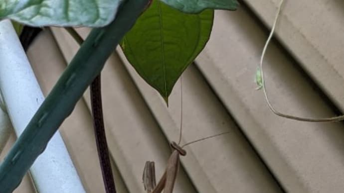 暑さに負けました