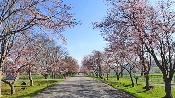 優駿桜ロード