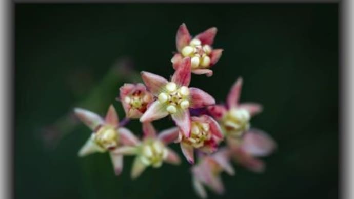 スズサイコ コウの花図鑑