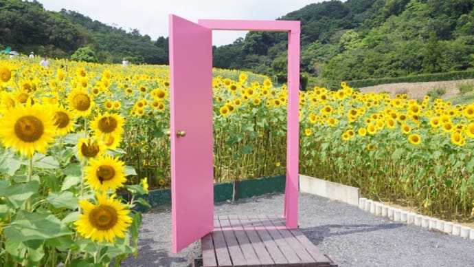 「志摩市観光農園のひまわり畑」見てきました~(^^) 2024
