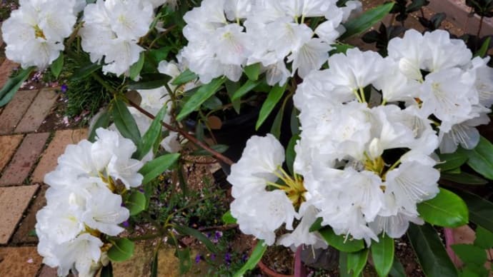 4月下旬の花木