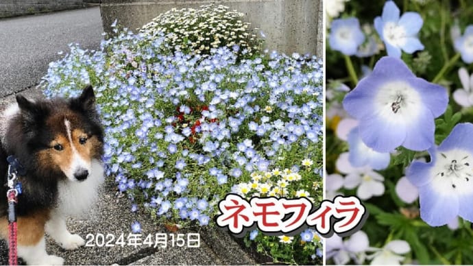 小次郎と春の草花－ネモフィラ－