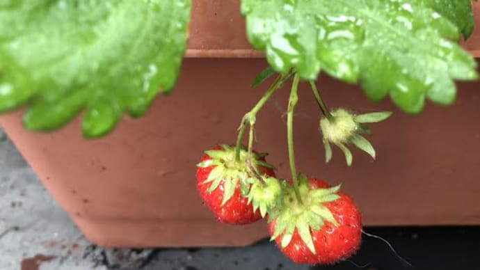 🍓いちごを収穫