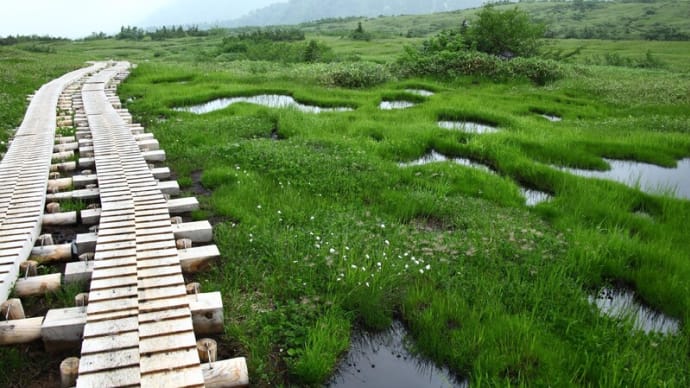 ●2010年7月30日 立山 弥陀ヶ原 高山植物 ワタスゲ、ニッコウキスゲ、ワレモコウ、チングルマの綿毛、ヤマハハコ、サカハチチョウ