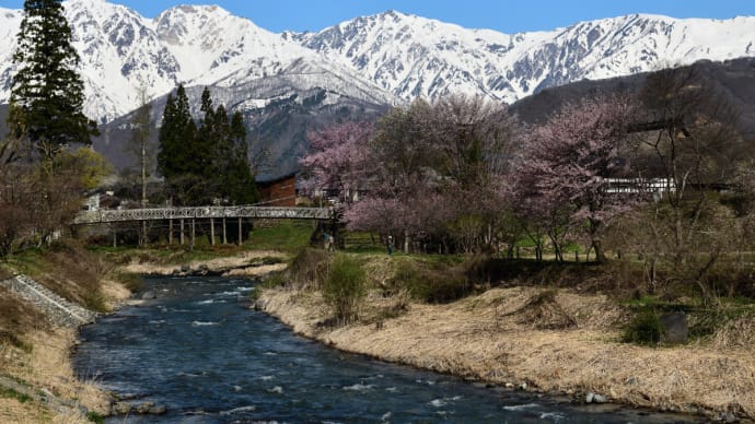 こんな写真も撮ってました!・・・ ☆青木湖の一本桜、野平の一本桜、大出公園、四十九院のこぶし 4月23日