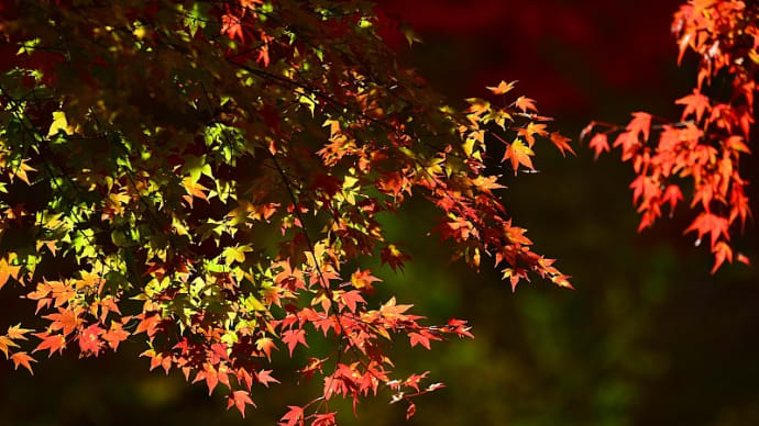 箕輪ダムの紅葉 2018
