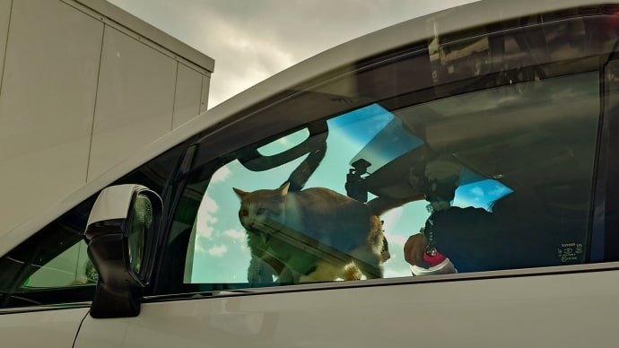隣の車内で、突然現る猫たち…