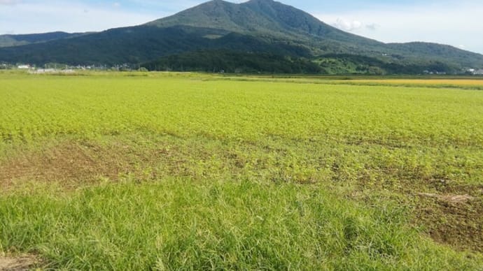 一面の蕎麦畑のはずが